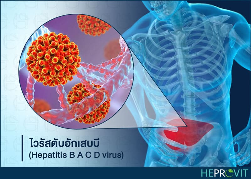 HEPROVIT เฮโปรวิท ฟื้นฟูตับไบำรุงตับ รักษาตับ ดีท็อกซ์ตับ ล้างสารพิษตับ ไขมันพอกตับ ตับอักเสบ ตับแข็ง ไวรัสตับอักเสบเอ ไวรัสตับอักเสบบี ไวรัสตับอักเสบซี มะเร็งตับ ตาเหลืองตัวเหลือง เจ็บชายโครงด้านขวา ง่วงกลางวัน ตื่นกลางคืน ดื่มแล้วเป็นผื่นแดง คันตามตัวไม่มีสาเหตุ มือเท้าบวม ท้องมาน ปวดตามข้อ ท้องอืด แน่น หายใจไม่สะดวก ดื่มเหล้า สุรา อ้วน ไขมัน