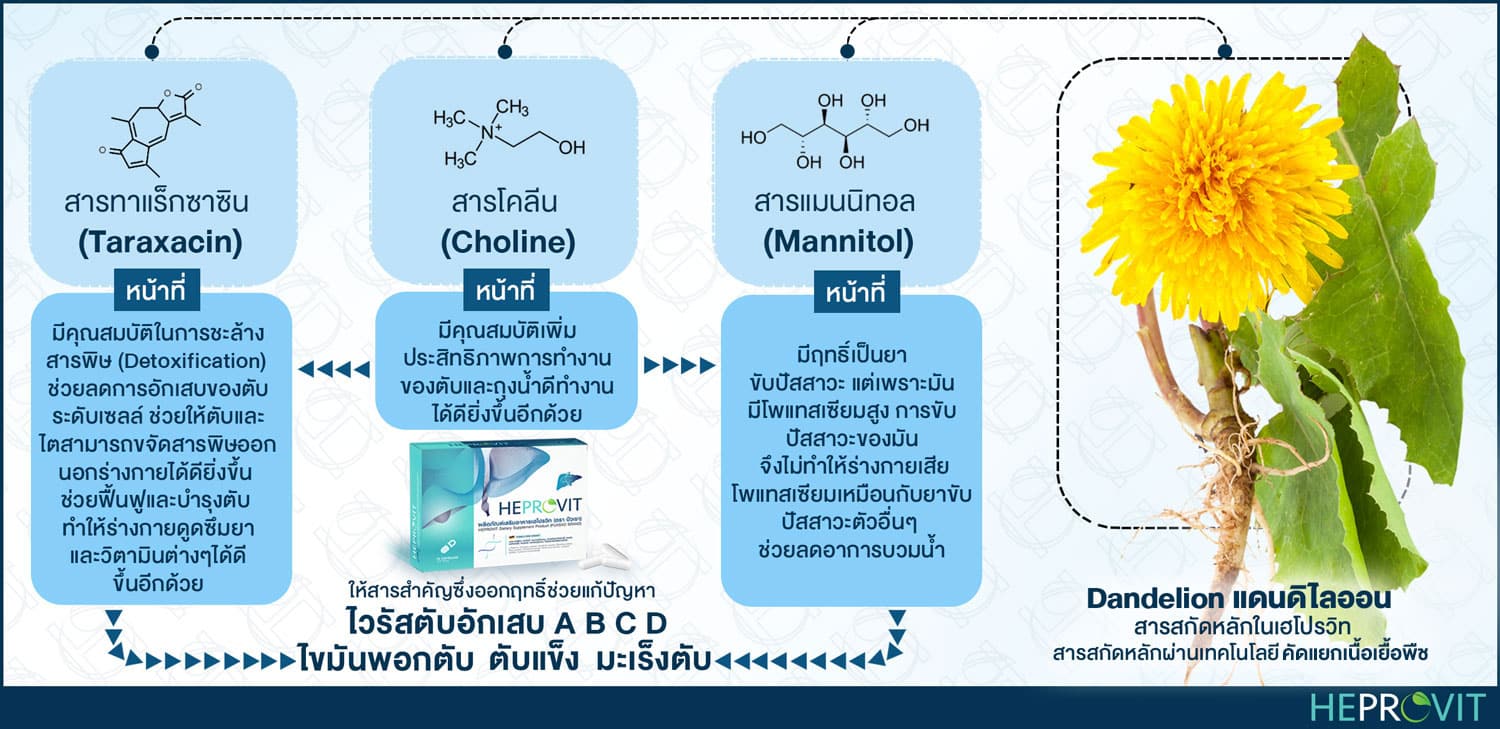 HEPROVIT เฮโปรวิท ฟื้นฟูตับ บำรุงตับ รักษาตับ ดีท็อกซ์ตับ ล้างสารพิษตับ ไขมันพอกตับ ตับอักเสบ ตับแข็ง ไวรัสตับอักเสบเอ ไวรัสตับอักเสบบี ไวรัสตับอักเสบซี มะเร็งตับ ตาเหลืองตัวเหลือง เจ็บชายโครงด้านขวา ง่วงกลางวัน ตื่นกลางคืน ดื่มแล้วเป็นผื่นแดง คันตามตัวไม่มีสาเหตุ มือเท้าบวม ท้องมาน ปวดตามข้อ ท้องอืด แน่น หายใจไม่สะดวก ดื่มเหล้า สุรา อ้วน ไขมัน